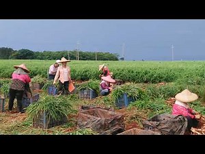 Ginger farm in Taichung Taiwan