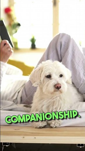 Maltese vs Bichon Frise: The Ultimate Fluff Showdown! 🐩✨ #DogDuel #FluffyFriends