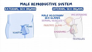 Video: Male reproductive system: Structure and function - Video Explanation! | Osmosis | Osmosis