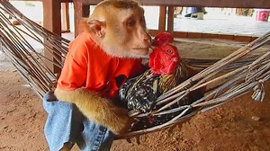 Amazing Animals Grooming ToTo Well, Bes Monkey SokYaa | Amazing TV