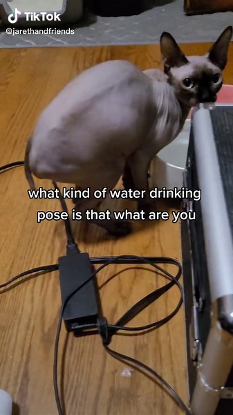 why she so HUNCHED??? #biscuit #cat #sphynxcat #sphynx #pet #gremlin