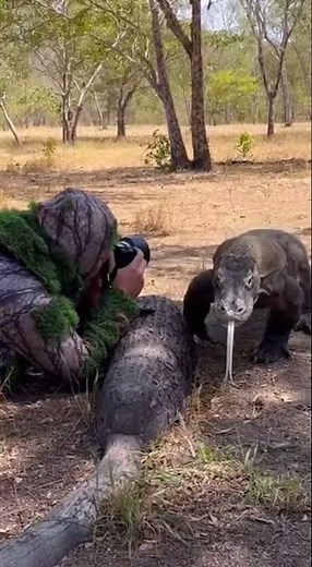 Photographer meets a curious Komodo dragon after using a clever disguise in the wild. 🦎📷