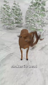 How Deer Regrow Their Antlers 🤔 | Zack D. Films