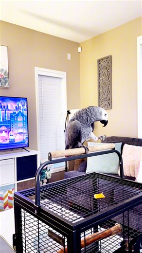 Our african grey reminds you to “Do your water” 💦 #funnyparrot #talkingparrot #parrot | Gizmo the Grey Bird