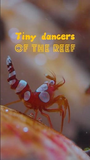 Tiny Dancers of the Reef | Sexy Shrimp