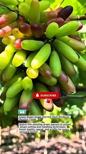 Crazy Green Grape Harvest Hack Produces Massive Yields #Grapes #FarmHack #Vineyard