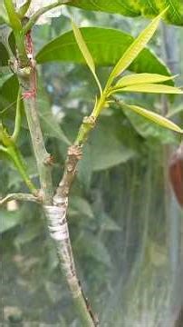 mango side grafting complete process A to Z easy methods #grafting #gardening #mango