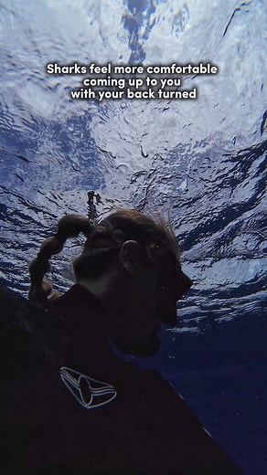 My number one rule of shark diving is look around, especially behind you. You’d be surprised at how much more comfortable sharks feel to approach from behind & how aware they are of the front of your body & eyes. Facing the animal communicates that you are a fellow predator- aware, alert, & ready to react to them. The back of your body shows you’re unaware & potentially incapable of defending yourself. It doesn’t mean a shark is going to attack if your back is turned but they may feel more comfo