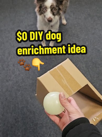 Easy DIY Dog Enrichment Puzzle for Mental Stimulation
