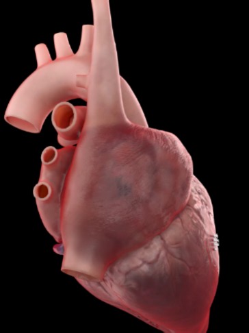 How Coronary Arteries Supply Blood to the Heart Muscle