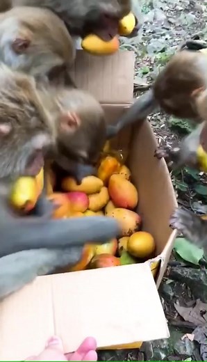 Grab food too fast 😂#monkeys #foryou #fyp #funny