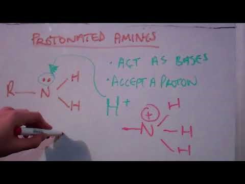 Protonated Amines - Chem with Cunno