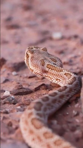 Deadly Rattlesnake: Photographing Nature's Elusive Predator