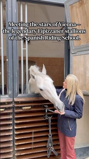 Meeting the stars of Vienna—the legendary Lipizzaner stallions of the Spanish Riding School.