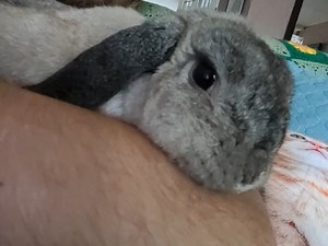 My bunny started doing this (and turning her head) at some point this afternoon. She doesn't seem to be in pain, but she's wobbly and can't move around very well. Planning on calling the vet first thing tomorrow morning, but in the meantime I'd like to know if anyone has any experience with this