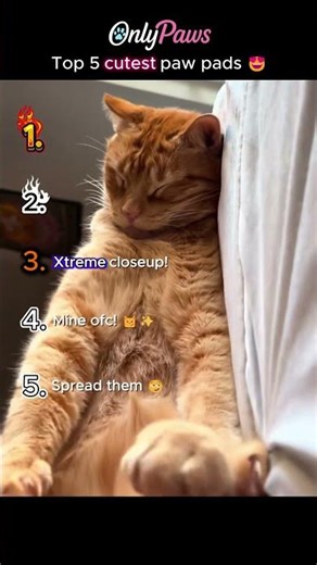 Top 5 Cutest Cat Paw Pads | OnlyPaws 😻 | Big reveal #1! #cat #cute #kitten #paws #pawpads