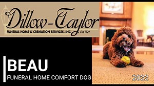 Beau's family owns and operates Dillow-Taylor Funeral Home in Jonesborough, TN and Beau's family was referred to us by our local celebrity, OLK9 Alumni and Funeral Home Comfort Dog, Tuck from Smith's Funeral in Maryville. Beau's family wanted their super awesome little Cavoodle to learn all of the things that would help him to not only go to work, but also become a "working dog" at the funeral home. Beau was an Over-Achiever during his 2 Week Therapy Dog Development Board & Train while Mastering