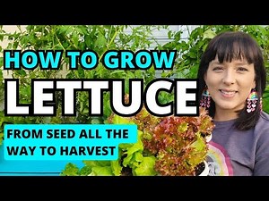 The Ultimate Lettuce Growing Guide: From Seed To Harvest #lettuce #garden #gardeningtips #homestead