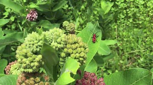6.1K views · 197 reactions | Happy Pollinator Week! Meet the milkweed...