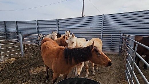2.8K views · 60 reactions | Pen full of semi-feral colorful younger horses arrived ... and a very lame 17-yr-old broodmare. Donate now!! https://givebutter.com/2025auctionfund/march2025fund | Gentle Spirit Horses Rescue | Facebook