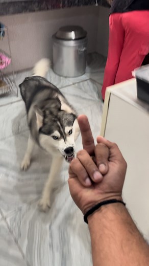 22K views · 11K reactions | Middle finger  prank comedy with husky in kitchen  #husky #dogsofinstagram #siberianhusky #dog #huskylove #huskylife #huskypuppy #huskiesofinstagram #dogs #puppy #huskies #huskylovers #huskygram #huskyworld #huskyphotography #huskynation #doglover #dogstagram #puppylove #doglife #puppiesofinstagram #huskysiberiano #dogoftheday #love #huskymix #instadog #huskyofinstagram #doglovers #huskypics #cute | Raipuriya Prank | Facebook