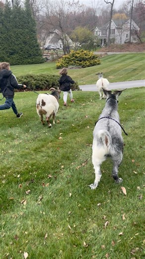 Goat racing on the farm is always full of laughter and silly moments. We never know what is going to happen. #goatrace #animaltherapy #goatraces #animaltherapy | A Little Love Farm