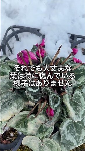 雪に埋もれたシクラメンのその後 #シクラメン #シクラメンの育て方 #増田園芸 #農業 #冬のガーデニング