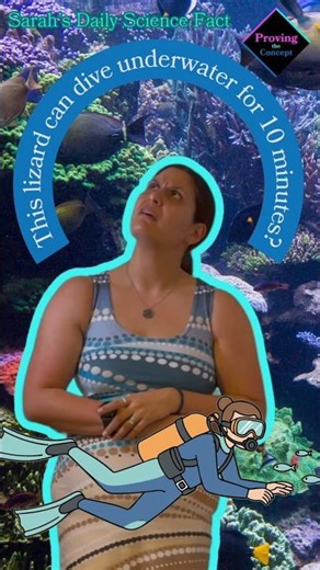 This lizard can breathe underwater for 10 minutes?