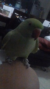 For All Pet Lovers / Bagi Semua Pencinta Haiwan Peliharaan (爱宠物的朋友们) Rose Ringed Parakeet Baby (环颈鹦鹉) Benefits: - IRN - Handfeed (Anak Suap) - Can teach to talk (Pandai Cakap) - Easy to take care (Tame / Senang Jaga) - With License and RING NUMBER (注册执照和注册脚圈号码） - They are intelligent parrots and do make great pets. - They learn concepts quickly and love to show off. - Along with being intelligent, they are great at talking. - It can speak with clarity that's phenomenal. **If you want to have a C