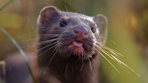 Some 10,000 mink loose, missing after vandalism at northwest Ohio farm