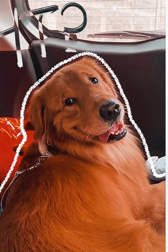 🍰🍰🍰 #tiramisucake #CapCut #goldenretriever #fypシ゚viral