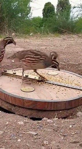 Catch Quail Fast with This Simple Method #shorts #BirdHunting #TrapTips