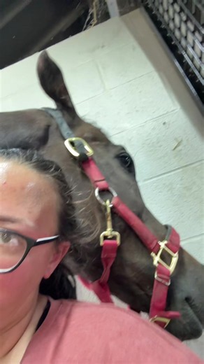 Thoroughbred Twins: Same Markings on OTTB and Peach