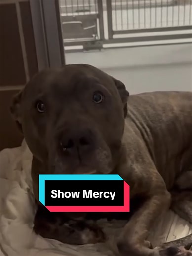 Urgent Appeal: Save This Dog from Euthanasia