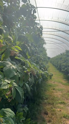 Raspberry harvest… take one! 🎬 That’s right, we’re adding raspberries to the delicious berry line up! ☀️ We’re picking some giant & super flavourful berries, pop by our market for some! @howesfarmmarket See you soon 🍓🌽 | Howe Family Farm Market
