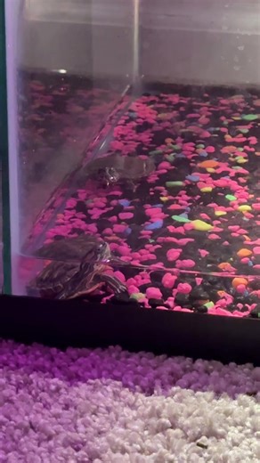 #fyp #bbyarie | Baby Ariel