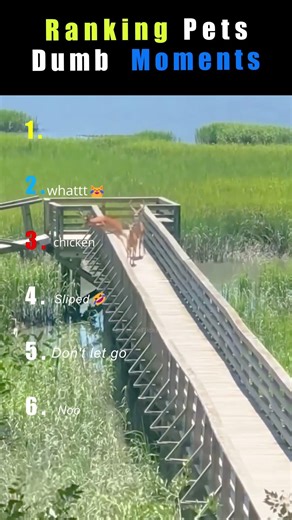 Dumbest Pets Ever 😂 | Ranked #1 Will Shock You! #hilariousfails#shorts #trending #pets #ranking