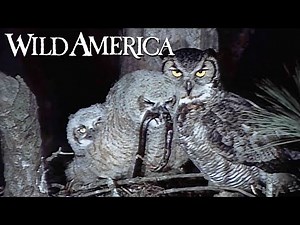 Wild America | S8 E6 Shenandoah Springtime | Full Episode HD