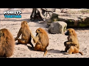 Monkeys Having Some Spa Time
