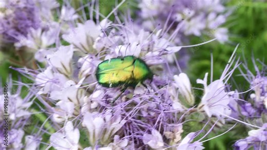 A golden rose chafer, Cetonia aurat, on a phacelia flower. This beetle is a pest. It feeds on nectar, pollen, and plant sap.