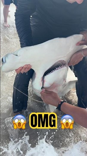 Shark Hook Removal: Shark Processing Tips for Safe Release. #shark #fishing #shorts