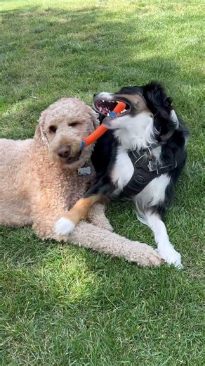 The Austin Cam: Gimme that stick! #goldendoodle
