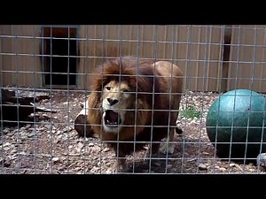 Lion Roar