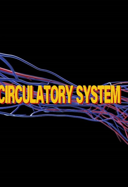 The circulatory system is a vital network consisting of the heart, blood vessels, and blood that moves nutrients, oxygen, and waste through the body. It acts as the body's transport system, keeping all cells alive and healthy. #biology #anatomy #edit #viral #fyp