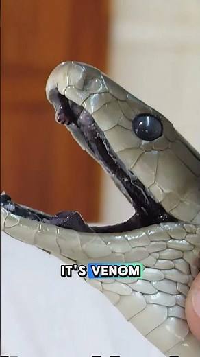 King Cobra vs Black Mamba – Who Would Win? #animalfacts #wildlife #animystic #facts #animals