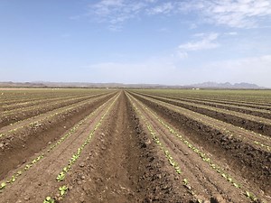 Home Grown: Local growers adjust to shifts in crop demand