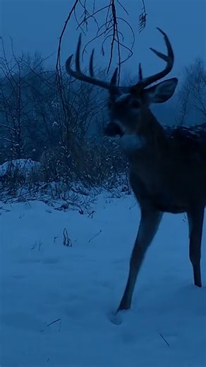 Posing in the snow! #whitetail | The Management Advantage