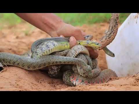 Easy Snake Trap Creative Method DIY Snake Trap Using Big bottle & Pipe That Work 100