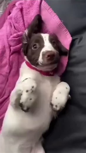 Springer Spaniel on Instagram: "🔍 Love this adorable dog! 🥹🩷 Make sure to turn on notifications or follow 👉 @springerspanielclub Tap the link in bio to see the product 🛍️ For content removal, please inbox us. #springerspanielpuppies #springerspanielcommunity #springerspanielclub #springerspanielsofinstragram #springerspanielsofinsta springerspanielsofig springerspaniellover springerspanieldog springerspanielnetwork englishspringerspanielofinstagram englishspringerspanieloftheday englishspri