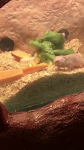 5.4K views · 100 reactions | Obviously naked mole rats enjoy a very healthy diet. | DC Zoo Walks | Facebook